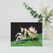 Close-Up Of Hottentot Mantis Postkarte (Stehend Vorderseite)