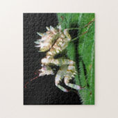 Close-Up Of Hottentot Mantis Puzzle (Vertikal)