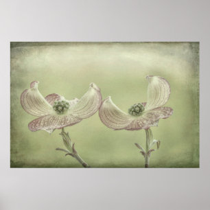 Close-up of Pink Dogwood Blossoms Seabeck, WA Poster