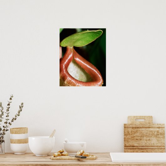 Close-up of pitcher plant poster (Küche)
