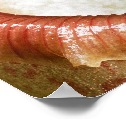 Close-up of pitcher plant poster (Ecke)