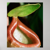 Close-up of pitcher plant poster (Vorne)