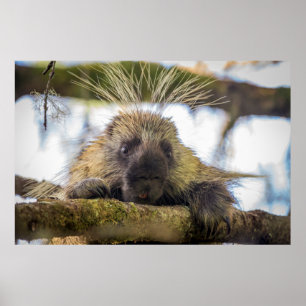 Close-up of porcupine in a tree poster