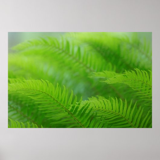 Close-up of sword fern poster (Vorne)