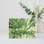 Close-up of the fern, Asplenium nidus. Postkarte (Stehend Vorderseite)