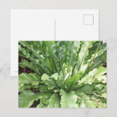 Close-up of the fern, Asplenium nidus. Postkarte (Vorne/Hinten)