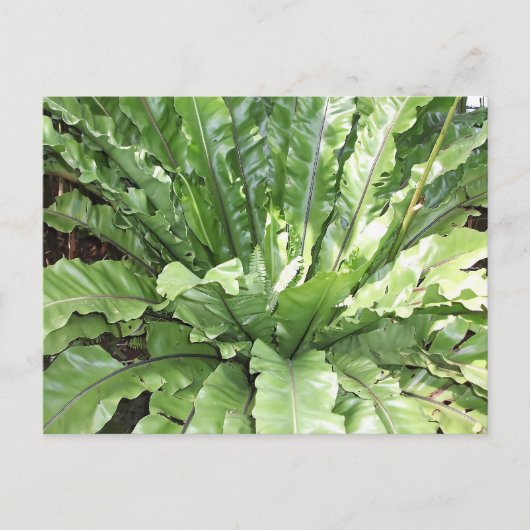 Close-up of the fern, Asplenium nidus. Postkarte (Vorderseite)