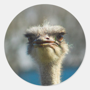 Close_Up_Ostrich_FullSize.jpg Runder Aufkleber