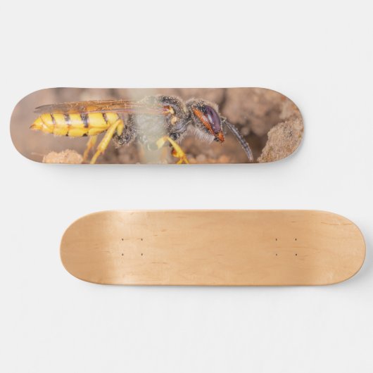 Close-up photograph of a wasp skateboard (Horizontal)