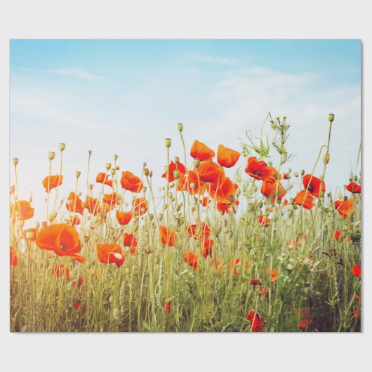 Close up poppies on field. Wild flowers in springt Geschenkpapier (Flach)