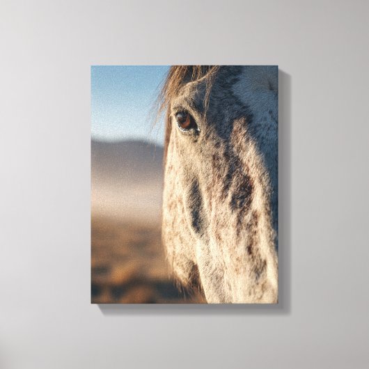 Close-Up White Horse Sunrise Portrait Leinwanddruck (Vorderseite)