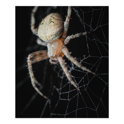 Close Up Wonder: European Garden Spider Fotodruck (Vorne)