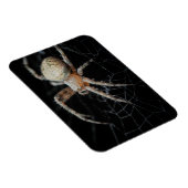 Close Up Wonder: European Garden Spider Magnet (Rechte Seite)