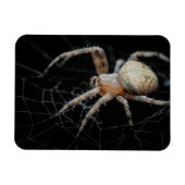Close Up Wonder: European Garden Spider Magnet (Horizontal)