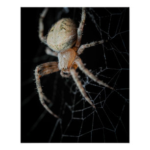 Close Up Wonder: European Garden Spider Poster