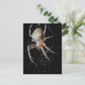 Close Up Wonder: European Garden Spider Postkarte (Stehend Vorderseite)