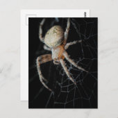 Close Up Wonder: European Garden Spider Postkarte (Vorne/Hinten)