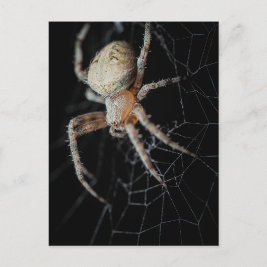 Close Up Wonder: European Garden Spider Postkarte (Vorderseite)