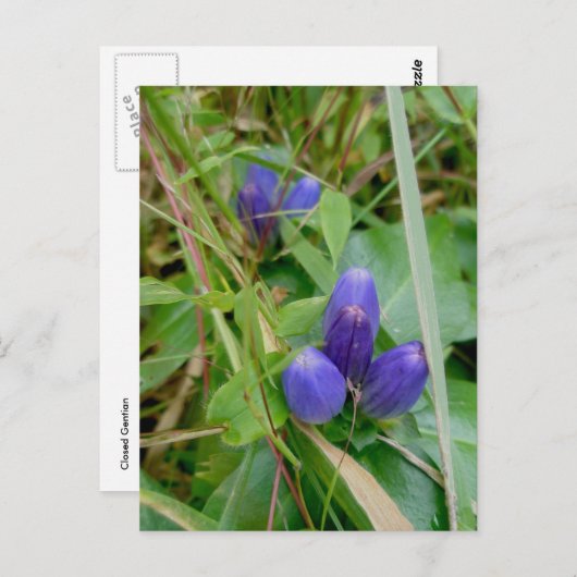 Closed Gentian Postcard Postkarte (Vorne/Hinten)