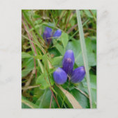Closed Gentian Postcard Postkarte (Vorderseite)