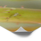 Closed Rose Bud Poster (Ecke)