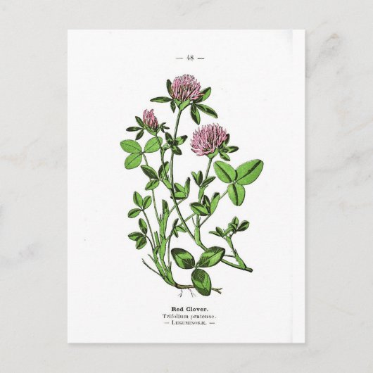 Closed Vintag Botanical Print Postkarte (Vorderseite)