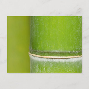 Closeup Bamboo Stalk Postkarte
