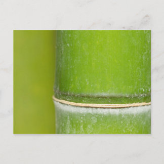 Closeup Bamboo Stalk Postkarte