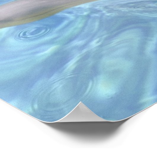 Closeup Bottlenose Delphin Poster (Ecke)