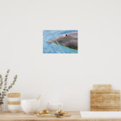 Closeup Bottlenose Delphin Poster (Küche)