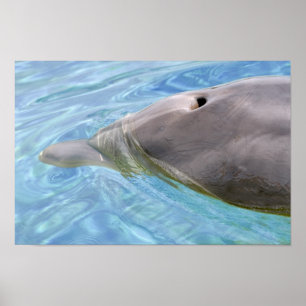 Closeup Bottlenose Delphin Poster