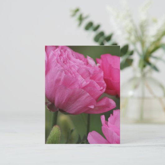 Closeup Deep Peony Pink Ranunculus Postkarte (Stehend Vorderseite)