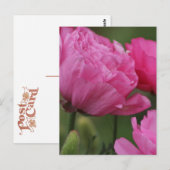 Closeup Deep Peony Pink Ranunculus Postkarte (Vorne/Hinten)
