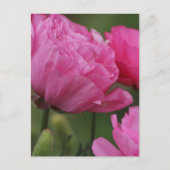 Closeup Deep Peony Pink Ranunculus Postkarte (Vorderseite)