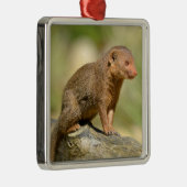 Closeup dwarf mongoose postcard square sticker ornament aus metall (Rechts)