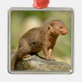 Closeup dwarf mongoose postcard square sticker ornament aus metall (Vorne)