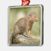 Closeup dwarf mongoose postcard square sticker ornament aus metall (Links)