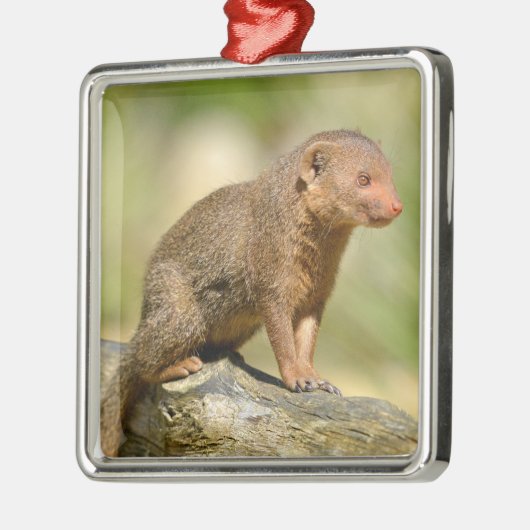 Closeup dwarf mongoose postcard square sticker ornament aus metall (Links)