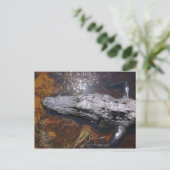 Closeup Florida Alligator Postkarte (Stehend Vorderseite)