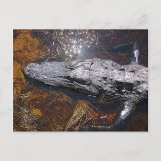 Closeup Florida Alligator Postkarte