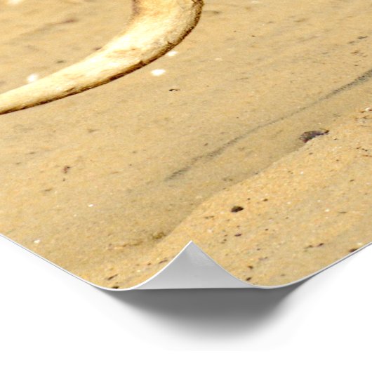 Closeup Kangourou Wanderurlaub Postkarte Poster (Ecke)