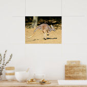 Closeup Kangourou Wanderurlaub Postkarte Poster (Küche)