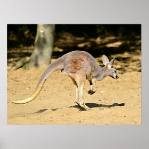 Closeup Kangourou Wanderurlaub Postkarte Poster