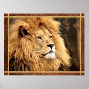 Closeup Lion Foto Poster