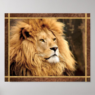 Closeup Lion Foto Poster