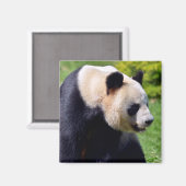 Closeup Riesenpanda aus Profil gesehen Magnet (Vorderseite/Rückseite)