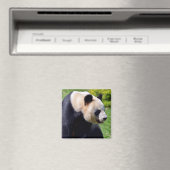 Closeup Riesenpanda aus Profil gesehen Magnet (In Situ (Geschirrspüler))