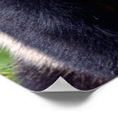 Closeup Riesenpanda aus Profil gesehen Poster (Ecke)