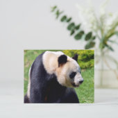 Closeup Riesenpanda aus Profil gesehen Postkarte (Stehend Vorderseite)