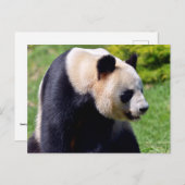 Closeup Riesenpanda aus Profil gesehen Postkarte (Vorne/Hinten)